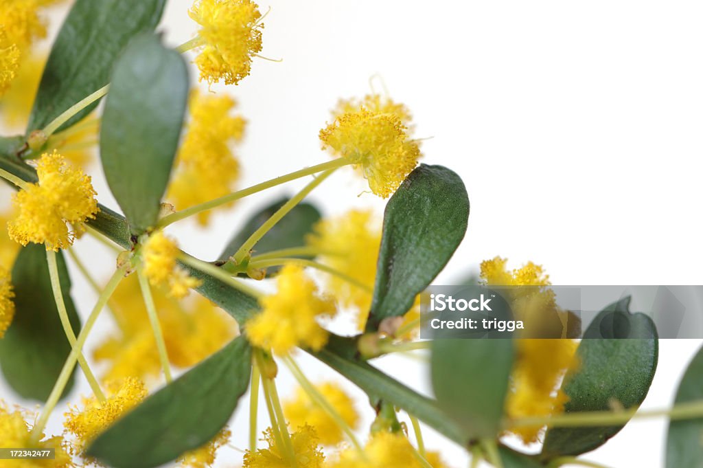Acacia flowers Closeup of acacia (wattle) flowers on white background Acacia Tree Stock Photo