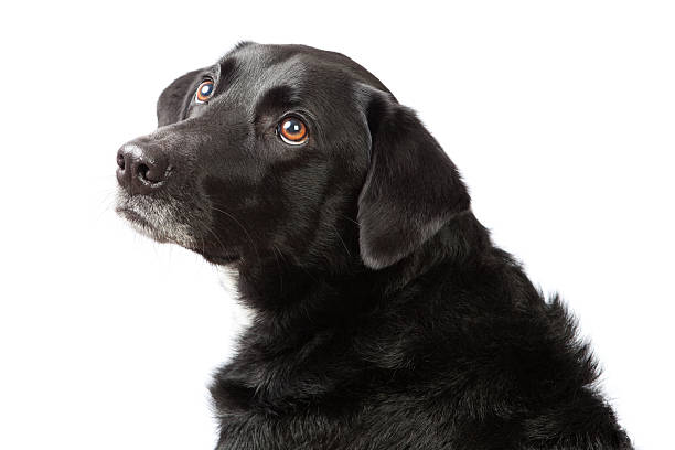 istock Black dog showing wide-eyed innocence 172342549