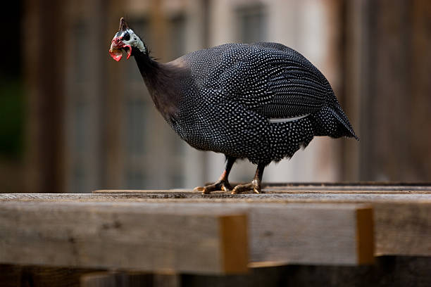 guinea-macho - male animal vertebrate one animal guinea fowl fotografías e imágenes de stock