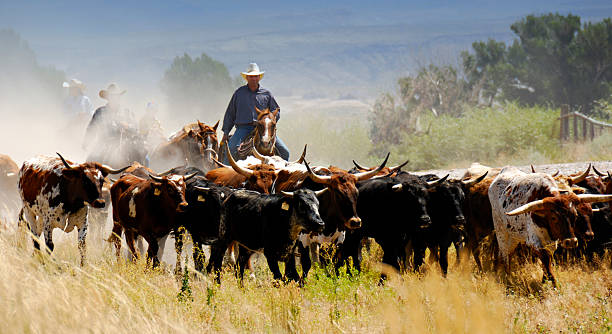 Cattle Drive Central Man Driving Cattle On Mountain Backdrop.  Three other cowboys/cowgirl obscured by trail dust. Cowboy stock pictures, royalty-free photos & images