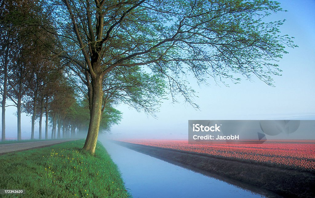 Orange Tulip Field - Lizenzfrei Baum Stock-Foto