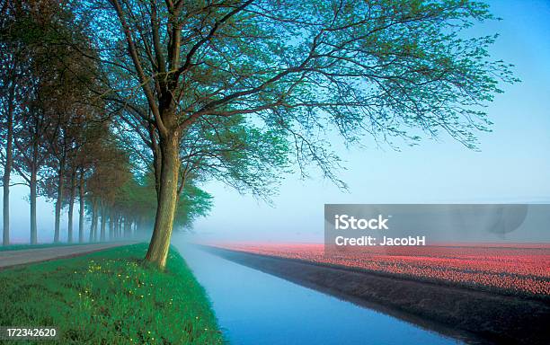 Orange Tulip Field Stockfoto und mehr Bilder von Baum - Baum, Blatt - Pflanzenbestandteile, Blume