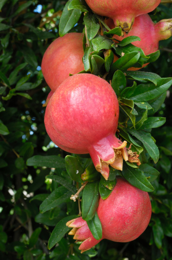 Close-up of ripening pomegranate (Punica granatum) fruit on a pomegranate tree on a San Joaquin Valley farm.