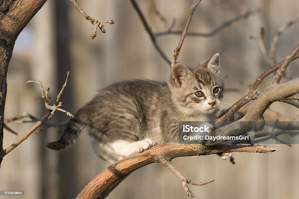 Gattino in una struttura ad albero - Foto stock royalty-free di Albero