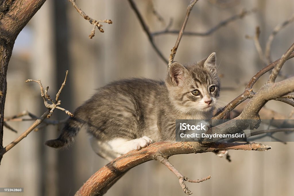 Kociak w drzewie - Zbiór zdjęć royalty-free (Drzewo)