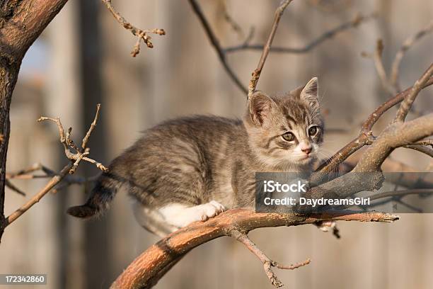 Kitten В Дерево — стоковые фотографии и другие картинки Дерево - Дерево, Домашняя кошка, Белый