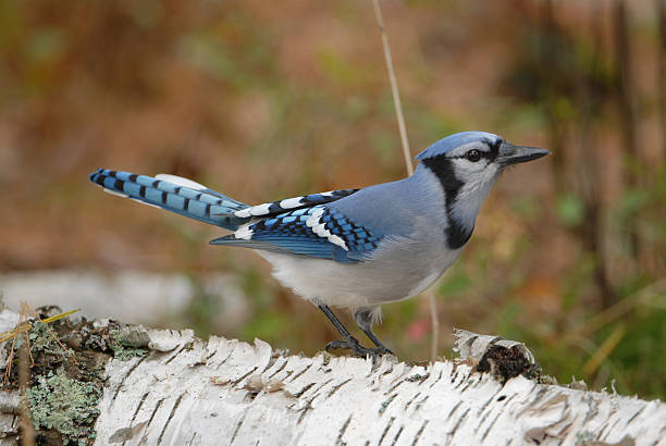 Blue Jay on a fallen Birch Tree stock photo