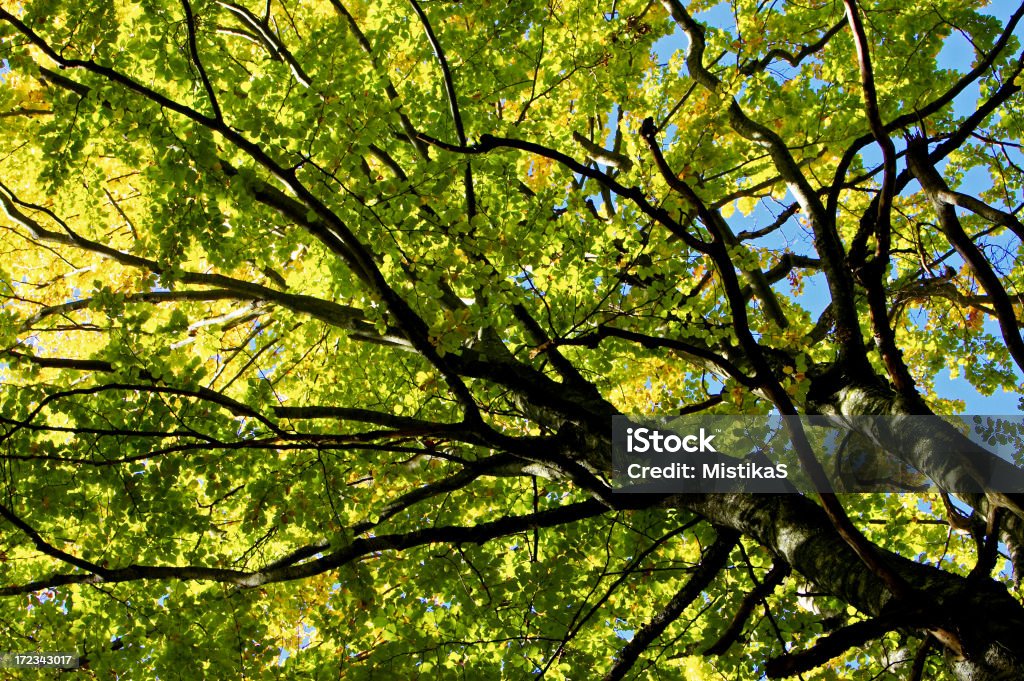 Tree Blätterdach - Lizenzfrei Ast - Pflanzenbestandteil Stock-Foto