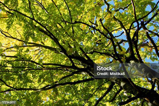 Tree Blätterdach Stockfoto und mehr Bilder von Ast - Pflanzenbestandteil - Ast - Pflanzenbestandteil, Baum, Bildhintergrund