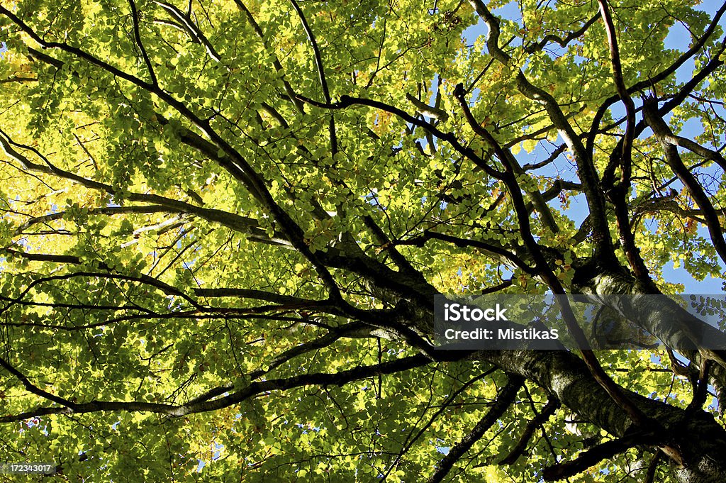 Tope de los árboles - Foto de stock de Color vibrante libre de derechos