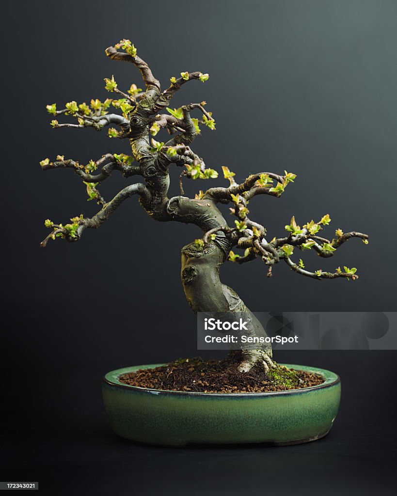 Apple tree bonsai Apple tree bonsai on black background. Bonsai Tree Stock Photo