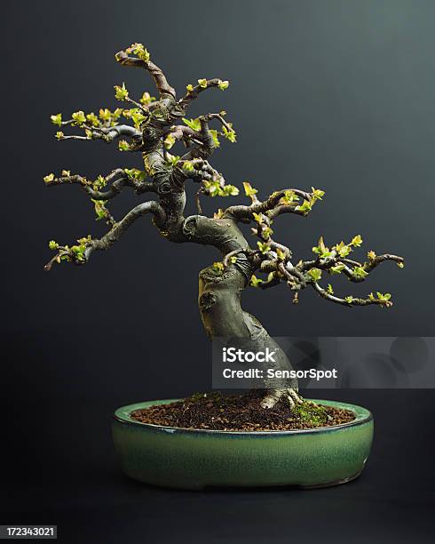 Apple Tree Bonsai Stock Photo - Download Image Now - Bonsai Tree, Black Background, Botany