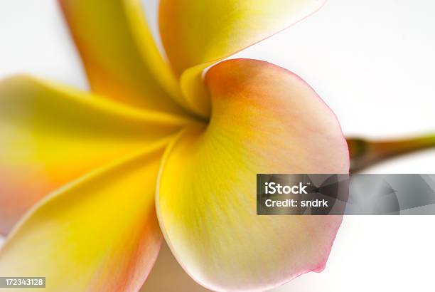 Plumeria Blüte Stockfoto und mehr Bilder von Frangipani - Frangipani, Biegung, Blume