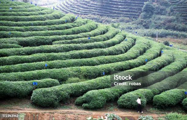 Photo libre de droit de Homme Sur Une Plantation De Thé banque d'images et plus d'images libres de droit de Adulte - Adulte, Agriculture, Camellia sinensis