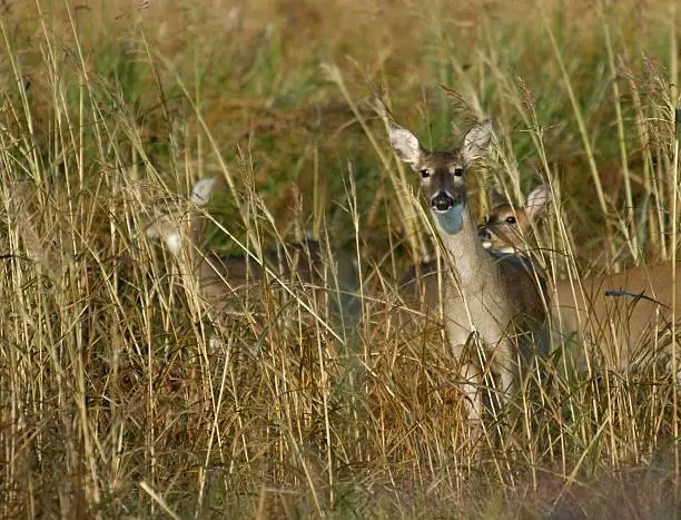 "Waldo, the deer, that is. There are three whitetails hiding in the tall grass in this photo."