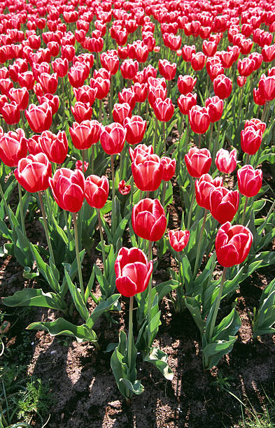 łóżko z czerwone i białe tulipany. - parade tulip zdjęcia i obrazy z banku zdjęć