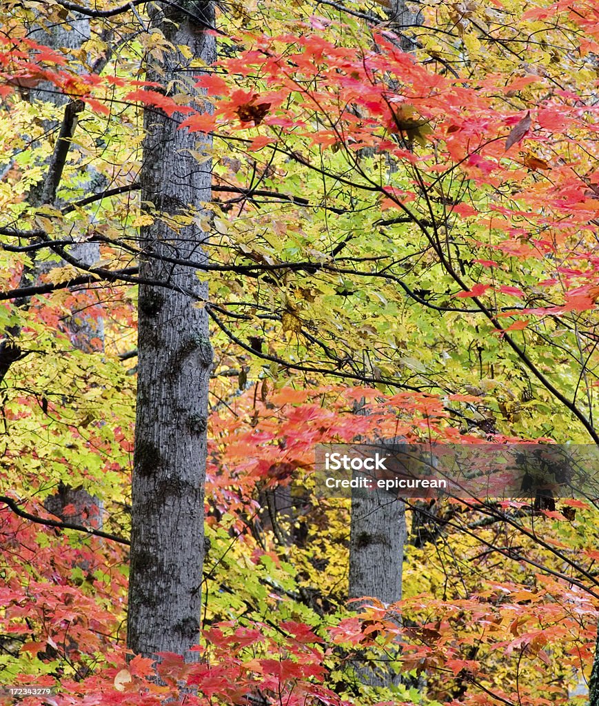 Bellezza autunnale - Foto stock royalty-free di Acero