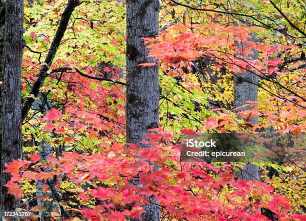 Kolory Jesieni - zdjęcia stockowe i więcej obrazów Appalachy - Appalachy, Bez ludzi, Czerwony