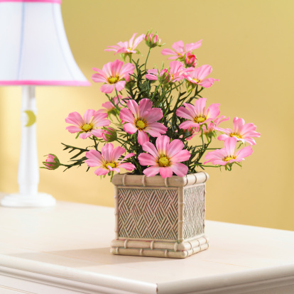 Pot of daisies in bedroom environment.