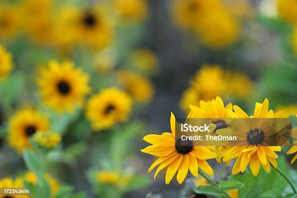 Blackeyed Susans Stockfoto und mehr Bilder von Rudbeckie - Rudbeckie, Bildhintergrund, Blume