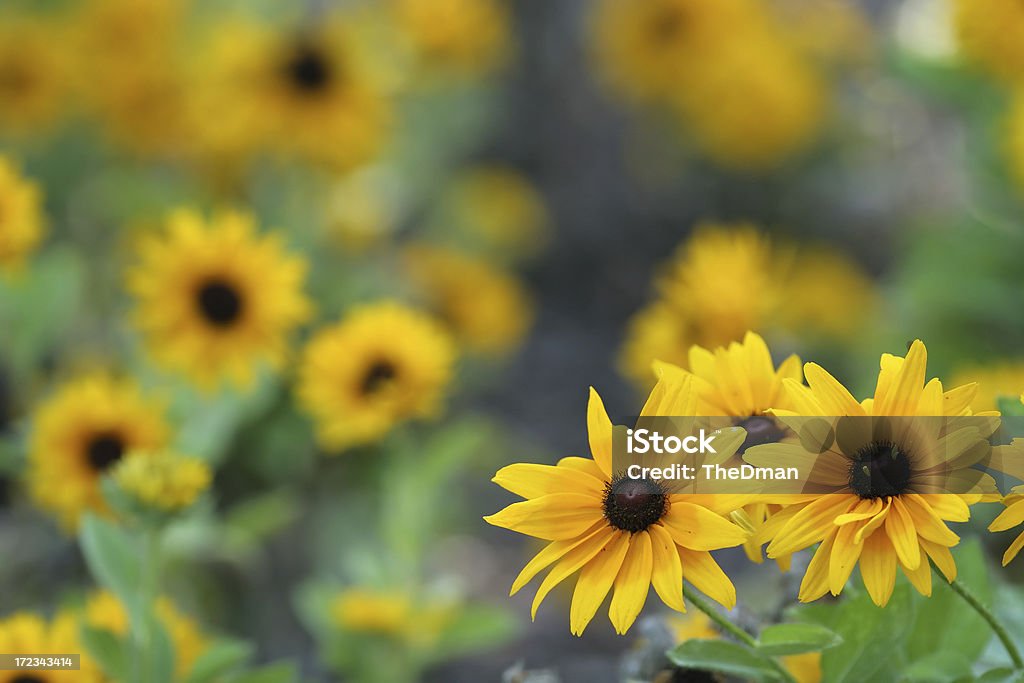 Black-Eyed Susans - Foto de stock de Rudbeckia libre de derechos