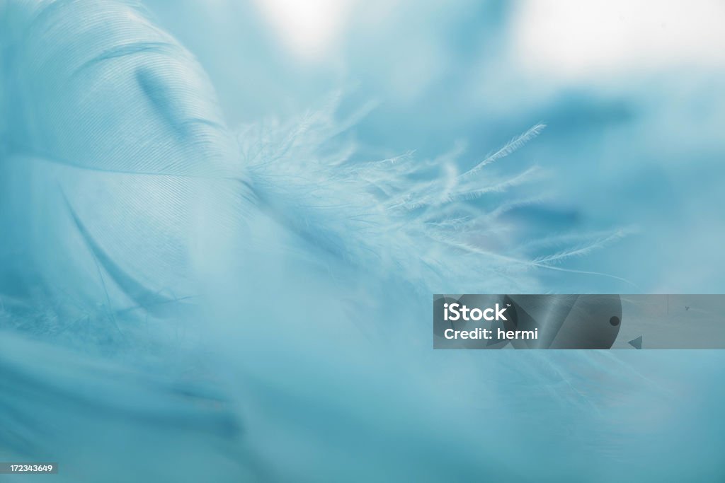 Azul claro feathers close-up en blanco - Foto de stock de Ala de animal libre de derechos