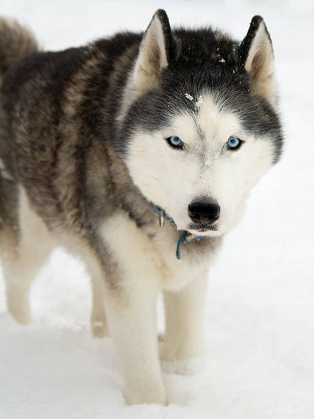 istock Siberian Husky in Snow 172343839