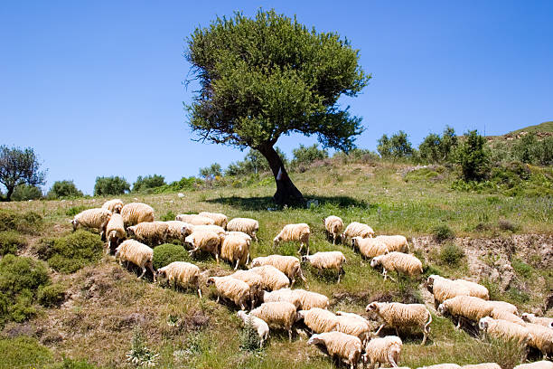 Sheep cattle on Crete, Greece