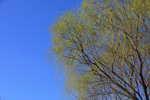 Weeping willow (Salix babylonica)