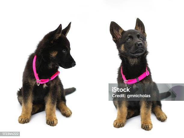 Foto de Pastor Alemão Cachorrinho e mais fotos de stock de Animal - Animal, Coleira de Pescoço de Cachorro, Cão