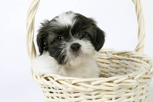 istock Shit Tzu Puppy 172344225