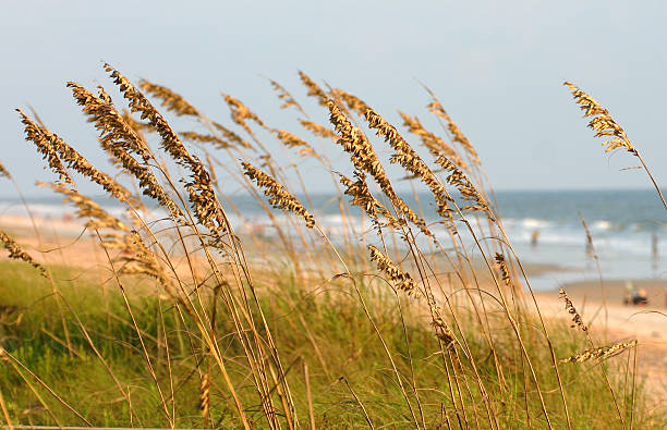 istock Close Up Sea Oats 172344524