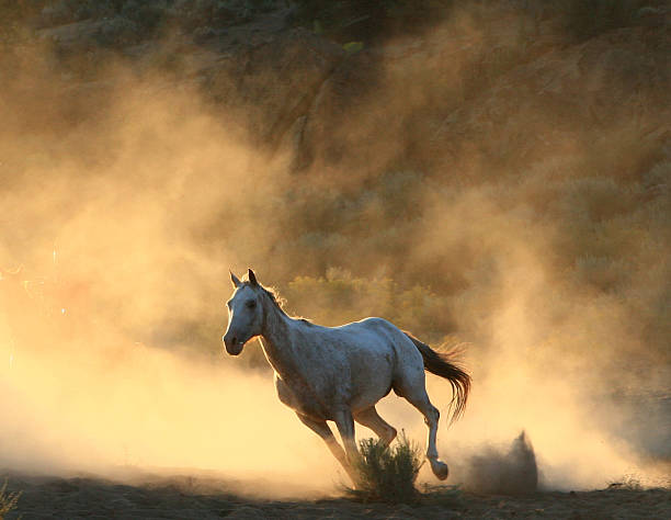Galloping,Wild horse against sunrise dust cloud Galloping horse with dust backdrop stampeding photos stock pictures, royalty-free photos & images
