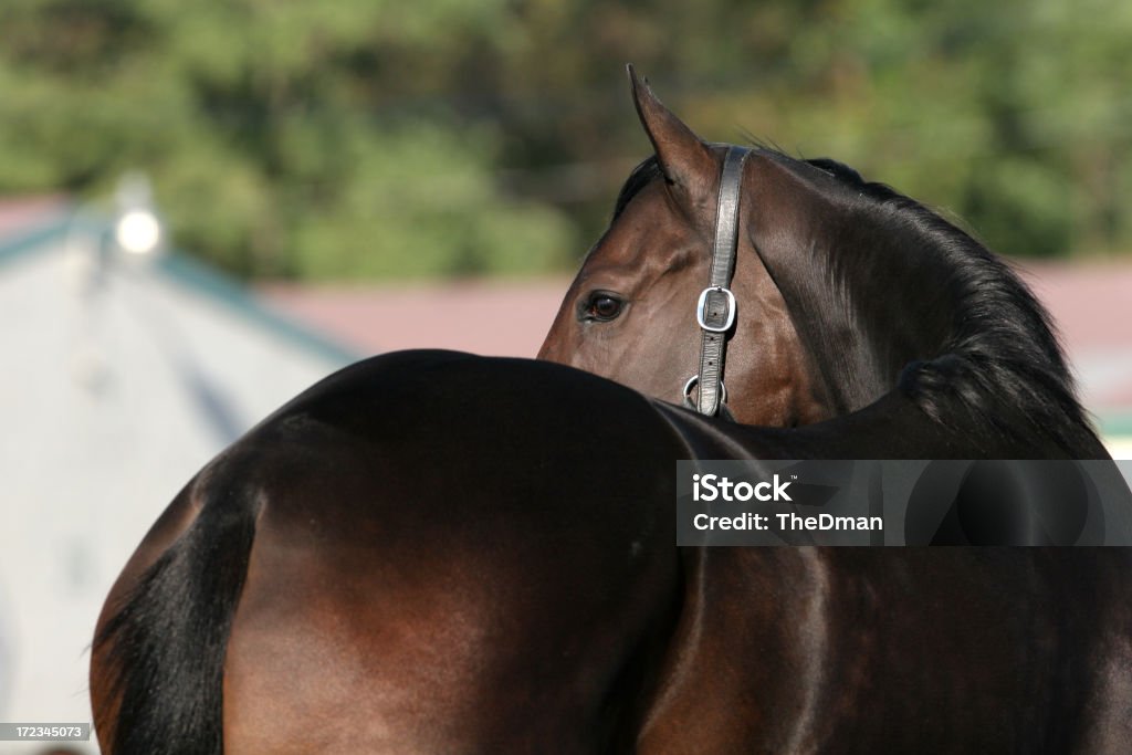 Puro sangue - Royalty-free Cavalo - Família do Cavalo Foto de stock