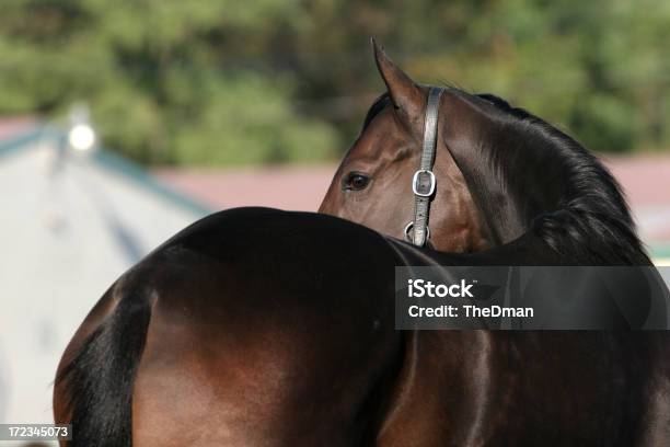 Puro Sangue - Fotografias de stock e mais imagens de Cavalo - Família do Cavalo - Cavalo - Família do Cavalo, Animal, Arreio