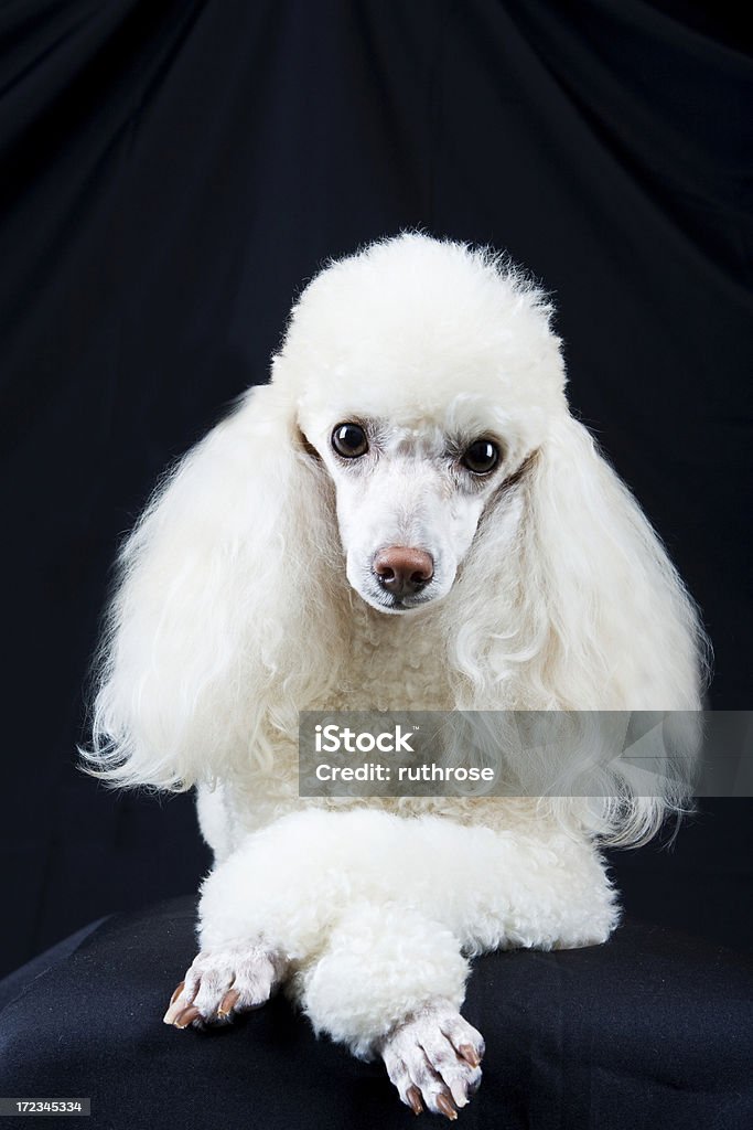 Poodle Portrait on Black "Sweet, well-groomed miniature poodle poses with her paws crossed for the camera. Isolated on a black background.See" Black Background Stock Photo