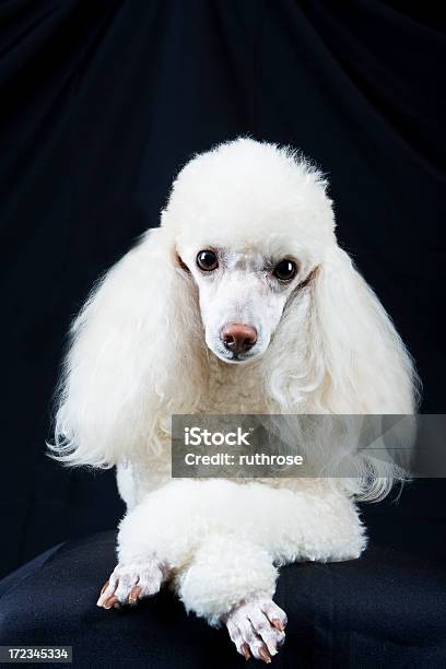 Poodle Portrait On Black Stock Photo - Download Image Now - Black Background, Luxury, Elegance