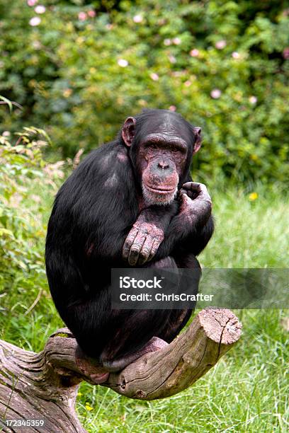 Chimp - zdjęcia stockowe i więcej obrazów Ludzie - Ludzie, Jedna osoba, Portret