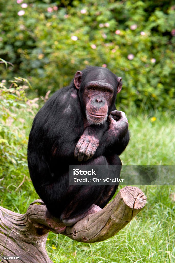Chimp - Royalty-free Pessoas Foto de stock
