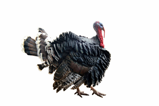 Tom Turkey isolated on white for Thanksgiving.For your convenience includes clipping paths.PLEASE SEE MY OTHER NATURE PHOTOS