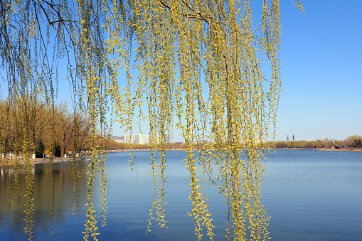 The green willows are on the Bank of the pond
