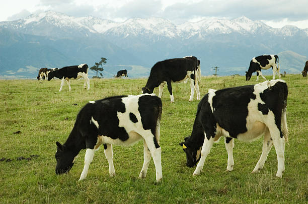 istock Cows with the Southern Alps 172345491