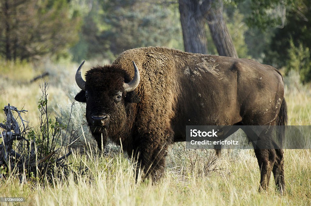 bizon - Zbiór zdjęć royalty-free (Park Narodowy Teodora Roosevelta)