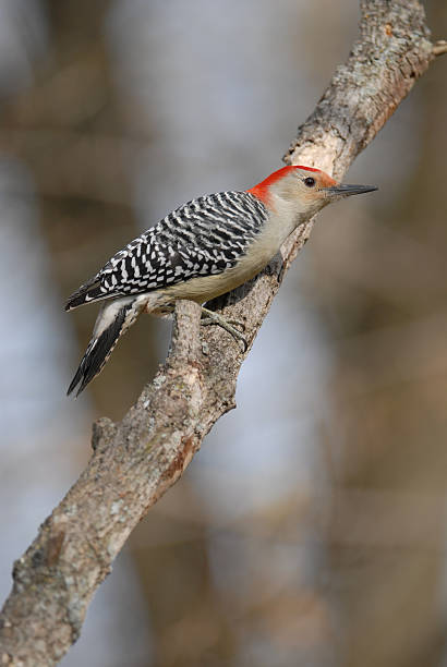 istock Red-Bellied Woodpecker 172345567