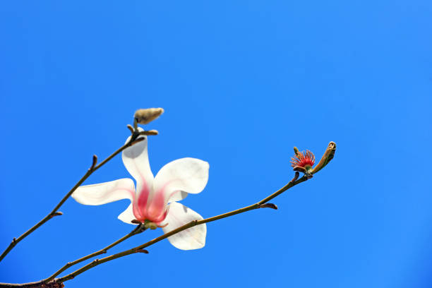 Magnolia blossom