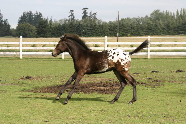 Need For Speed "Young Appaloosa Horse, racing around it's paddock." appaloosa stock pictures, royalty-free photos & images