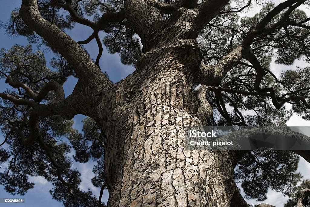 Gigante de pinheiros - Foto de stock de Tronco de árvore royalty-free