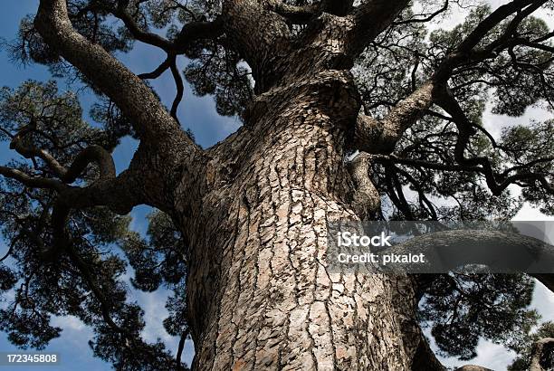 Foto de Gigante De Pinheiros e mais fotos de stock de Tronco de árvore - Tronco de árvore, Árvore, Alto - Descrição Geral