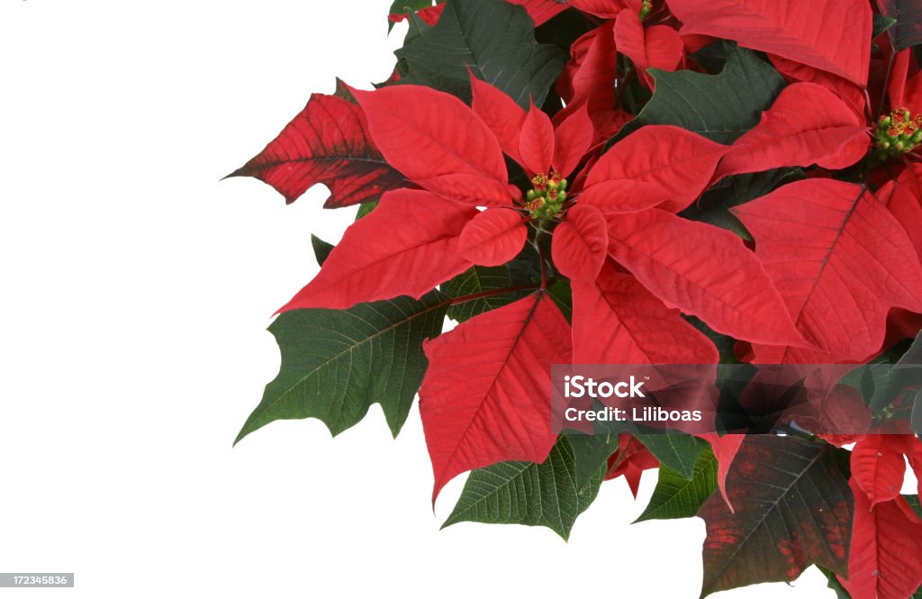 Weihnachtsstern Series - Lizenzfrei Blume Stock-Foto