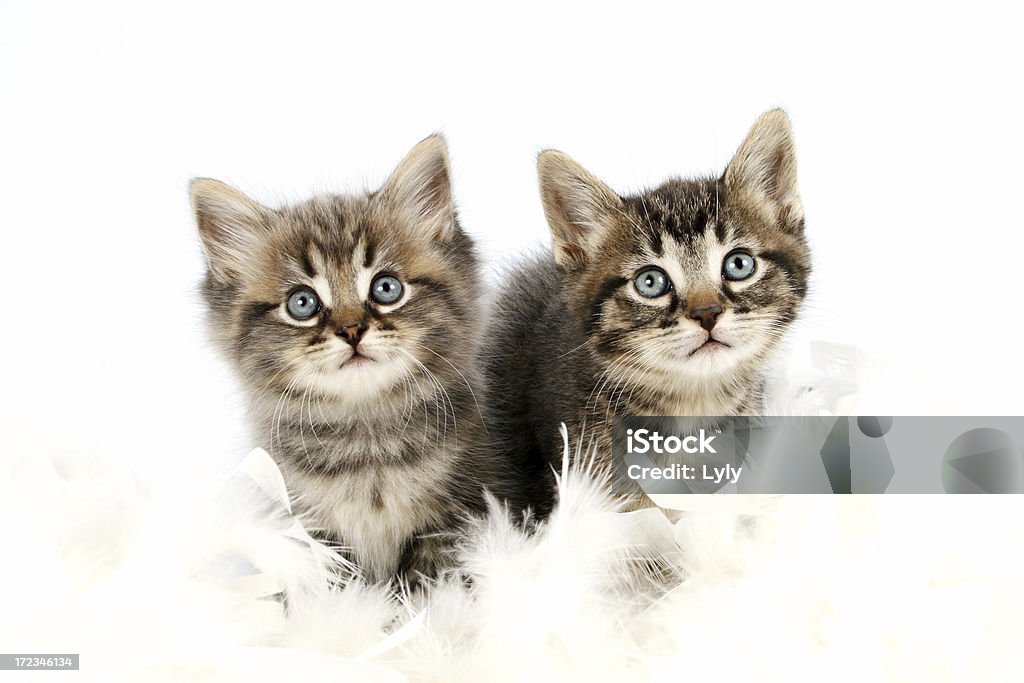 Irmãs - Royalty-free Dois animais Foto de stock